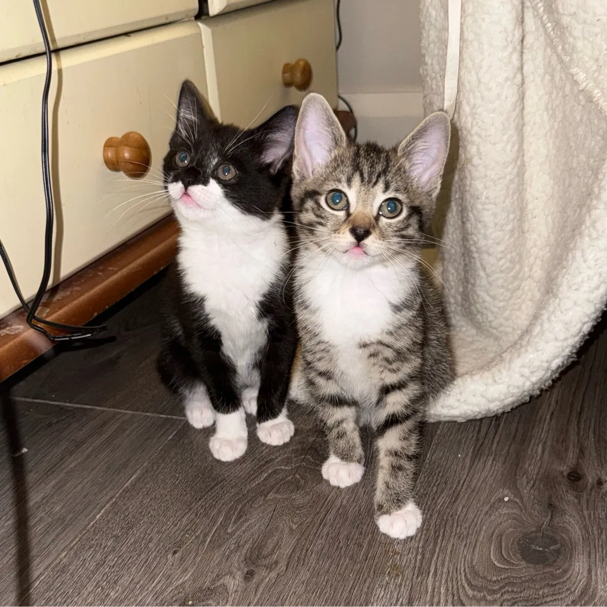 Kittens - Image 1