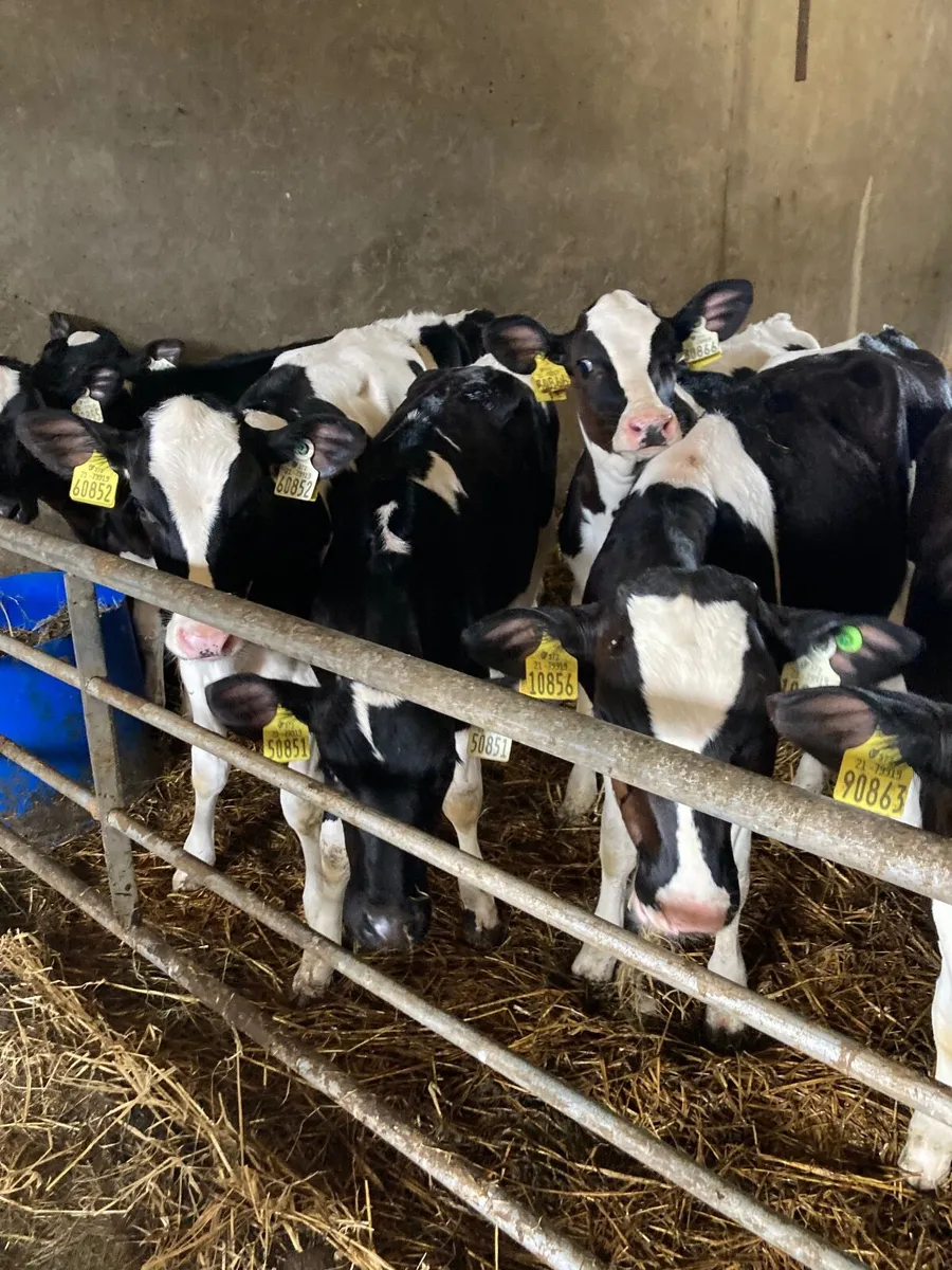 Holstein heifer calves