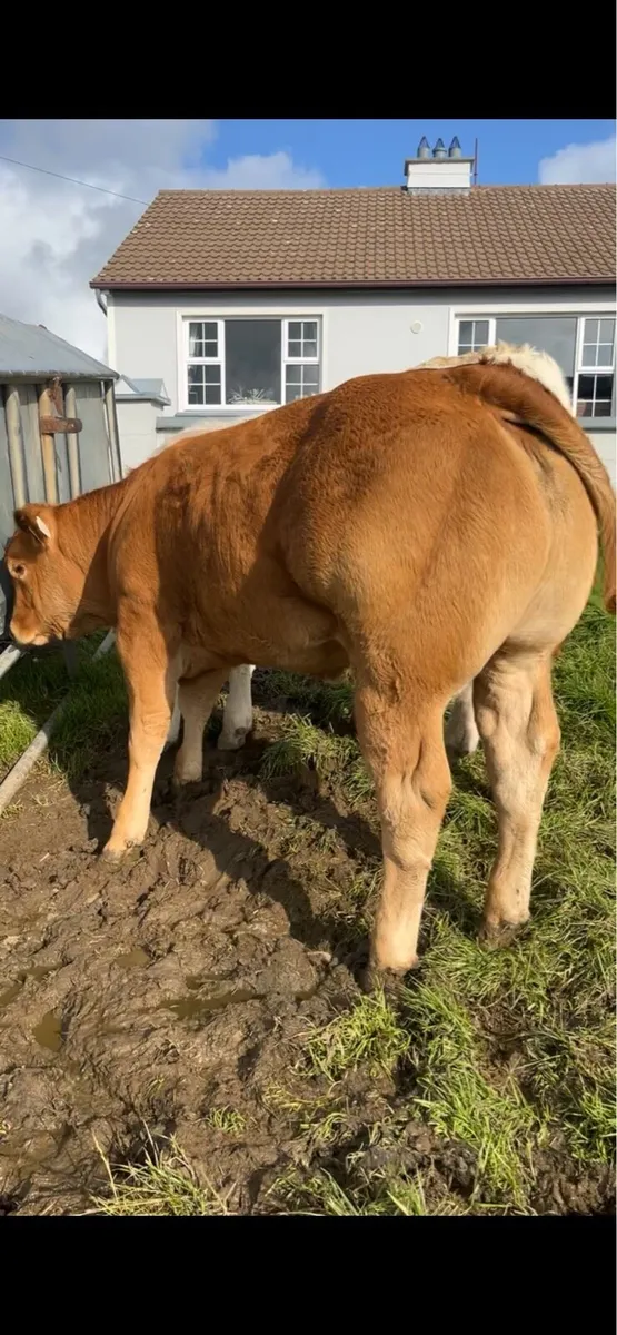 Show heifer - Image 2