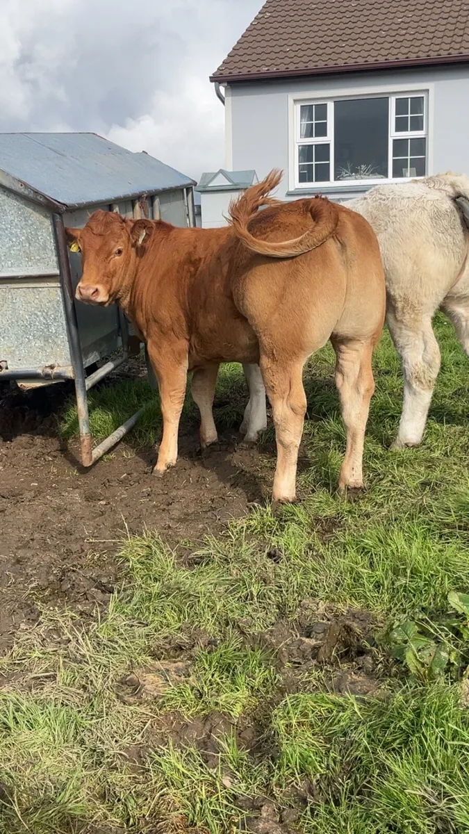 Show heifer - Image 3