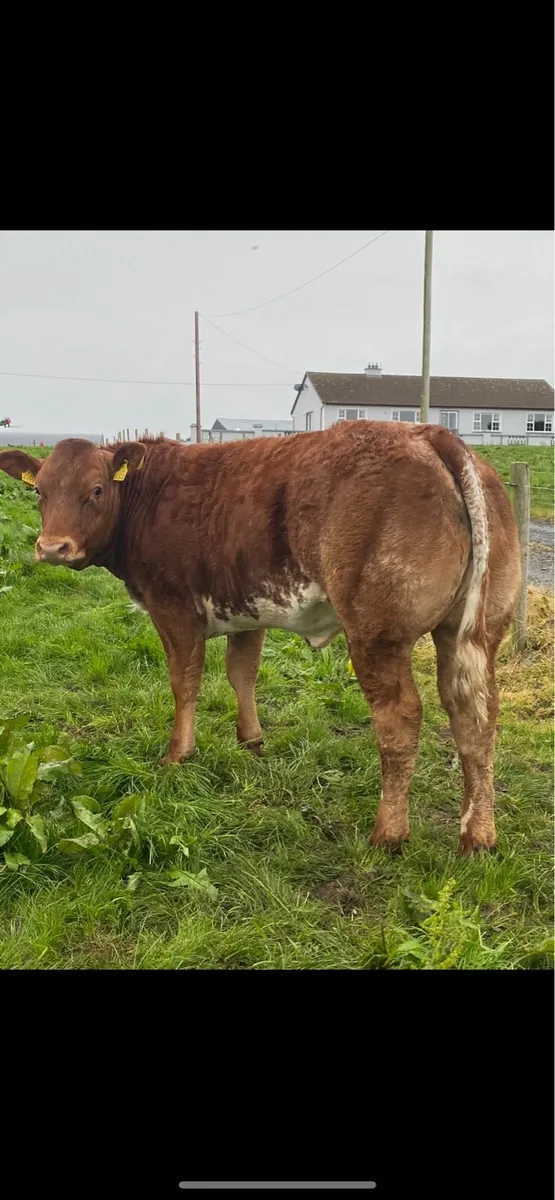 Show heifer - Image 4