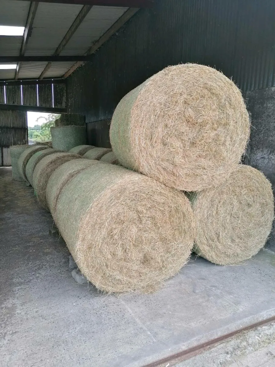 Hay - Round Bales - Image 1