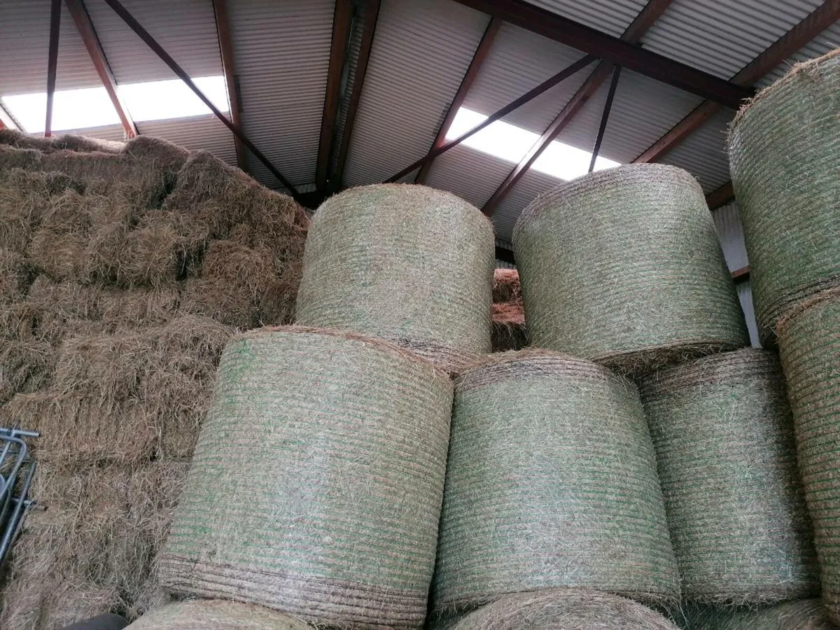 Hay - Round Bales - Image 3
