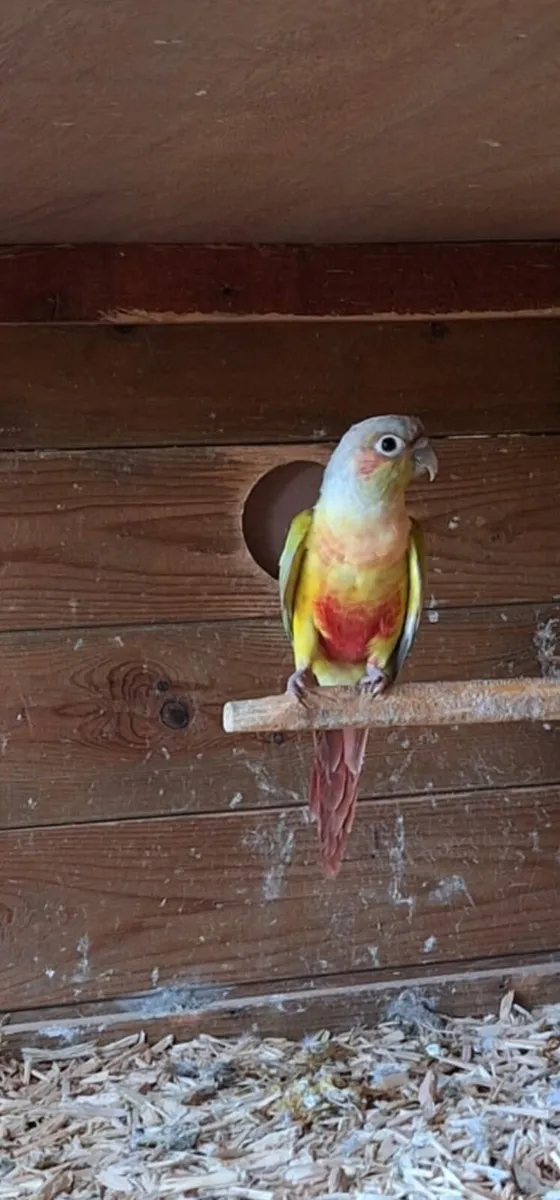 Conures, lorikeets - Image 3