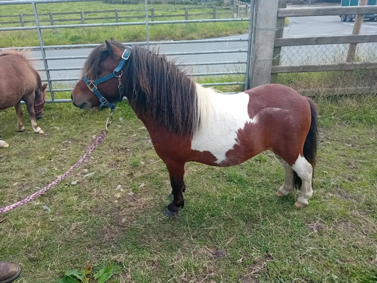 Minature pony fellabella - Image 1