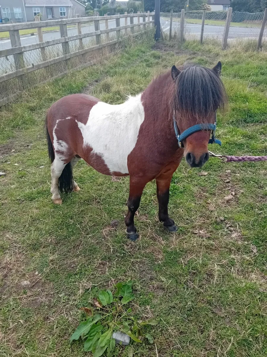 Minature pony fellabella - Image 2