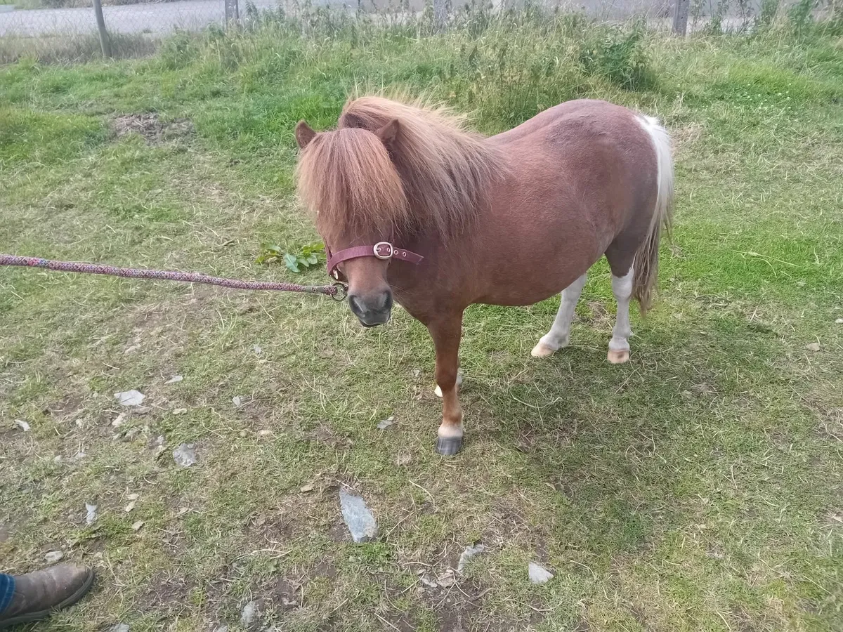 Minature pony fellabella - Image 3