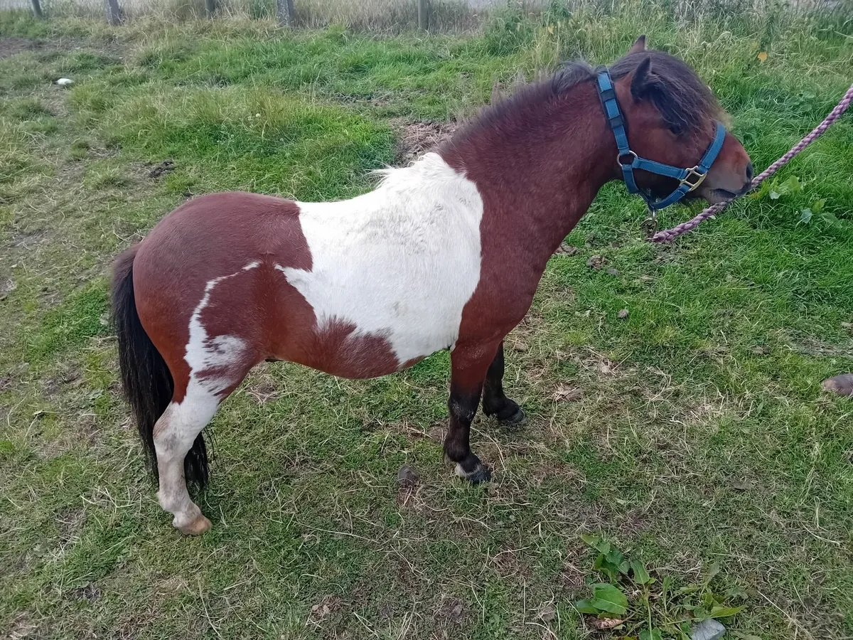 Minature pony fellabella - Image 4