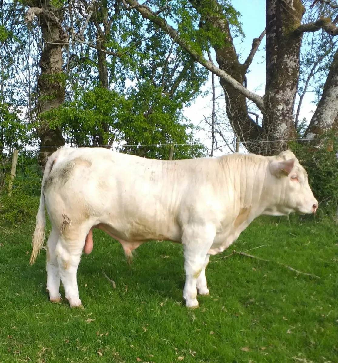 Charolais Bull - Ballymote Mart - Image 1