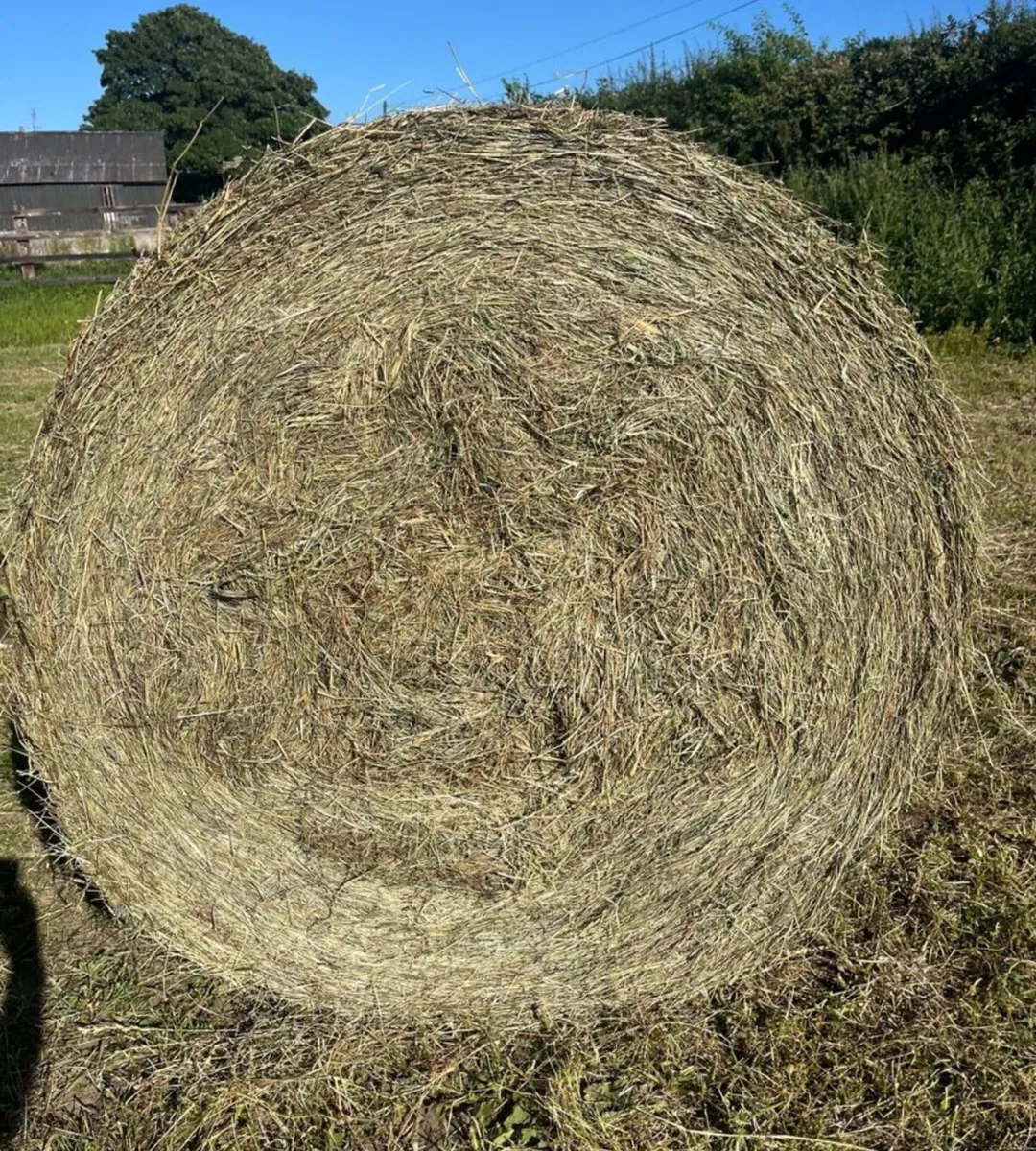 Top Quality Hay