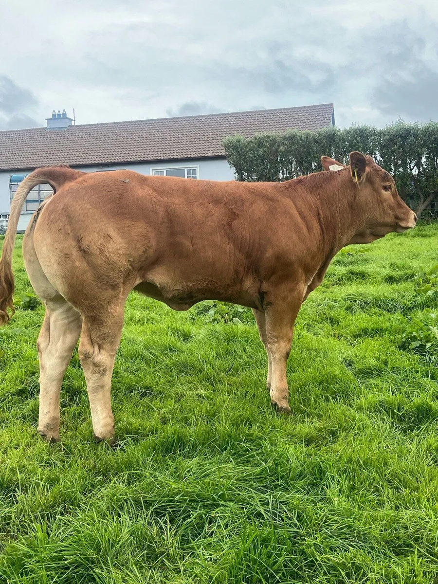 Show heifer - Image 1