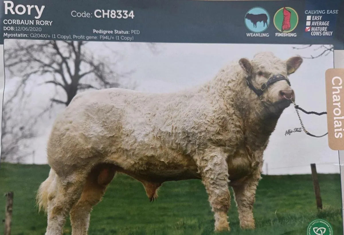 Charolais Bull - Ballymote Mart - Image 2