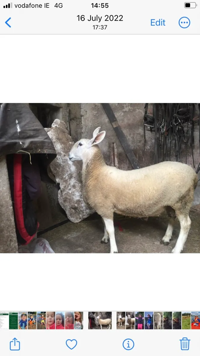 Border Leicester - Image 3