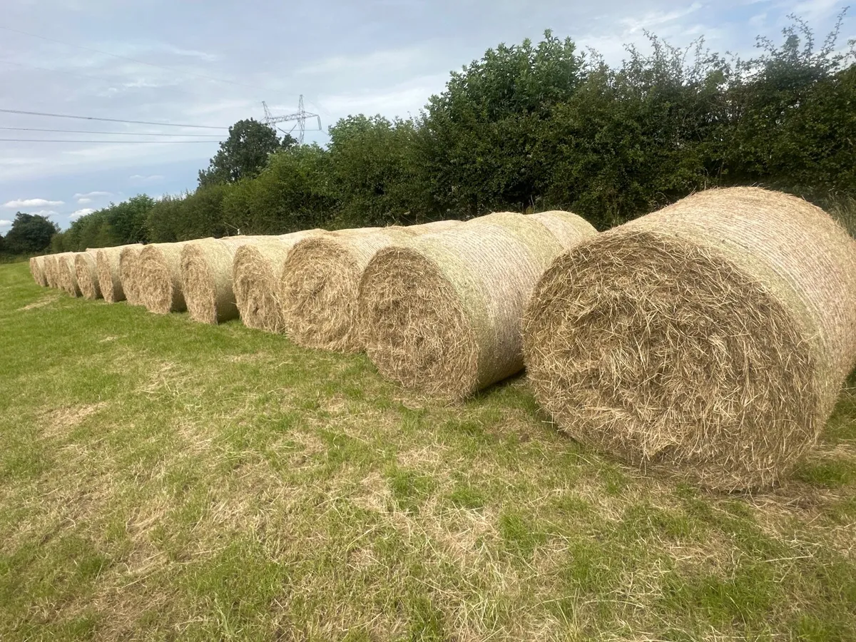 Hay bales - Image 1
