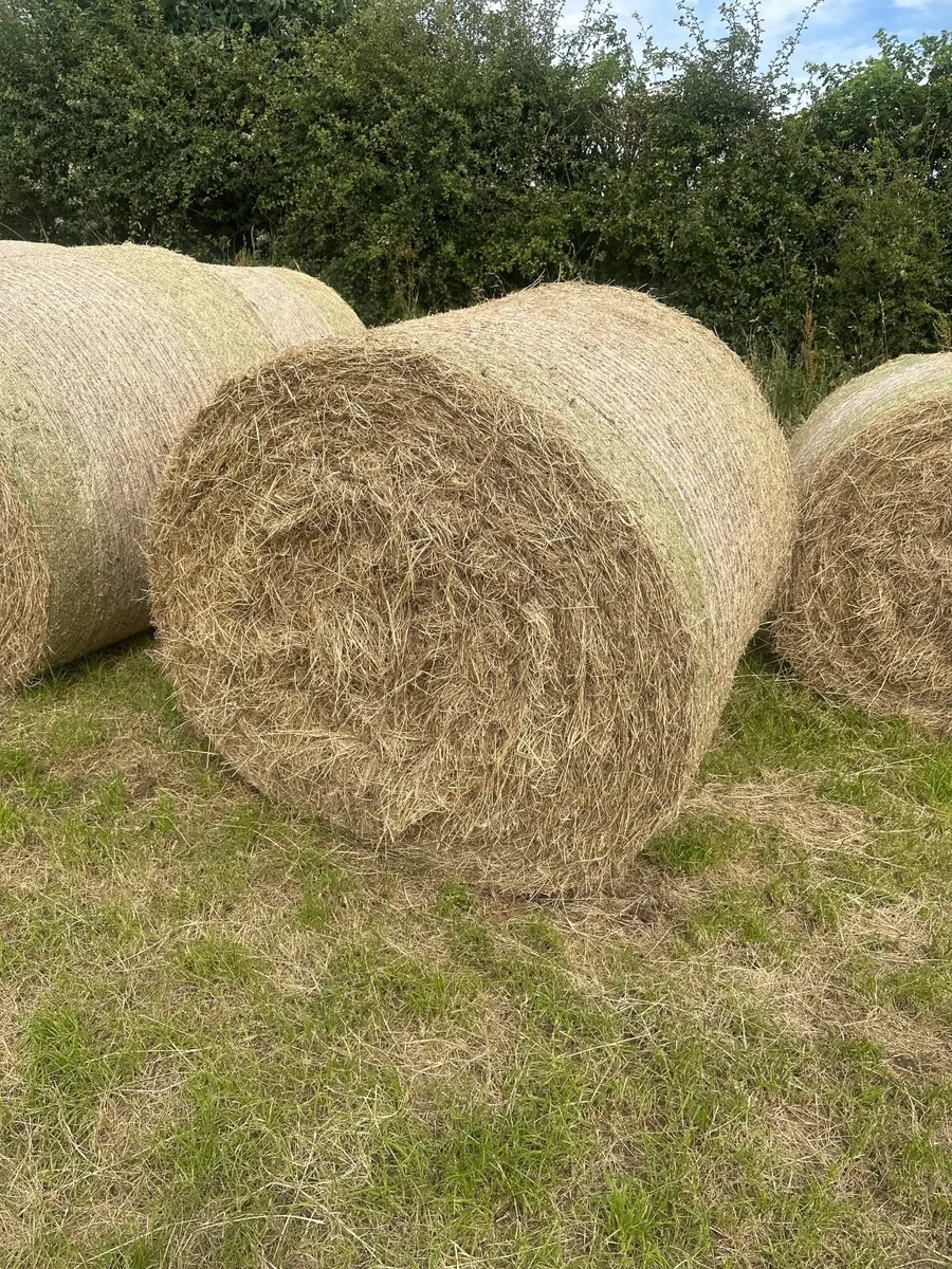 Hay bales - Image 2