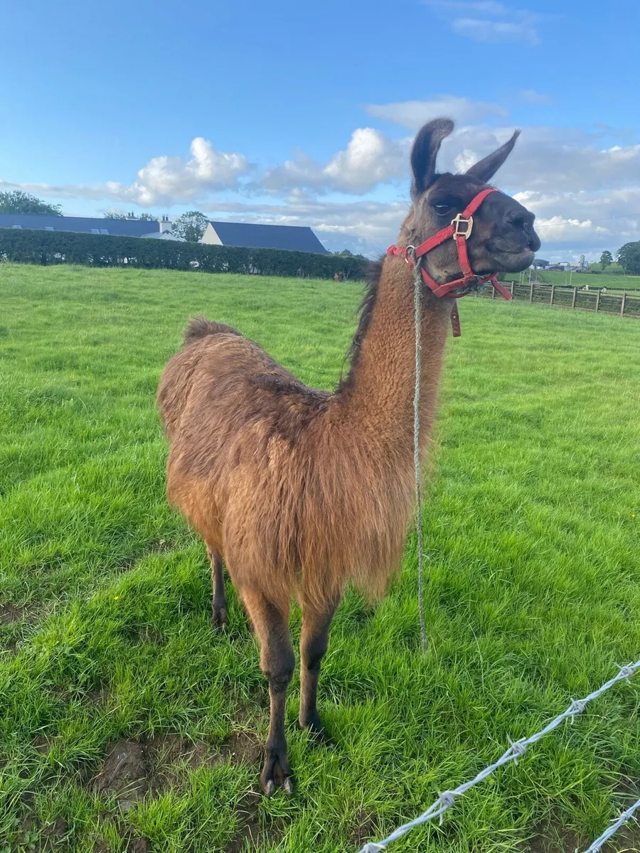 Llama male - Image 1