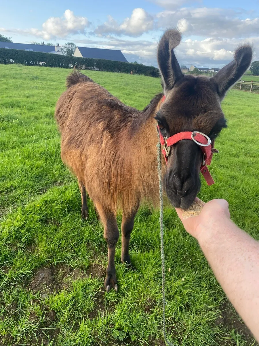 Llama male - Image 3