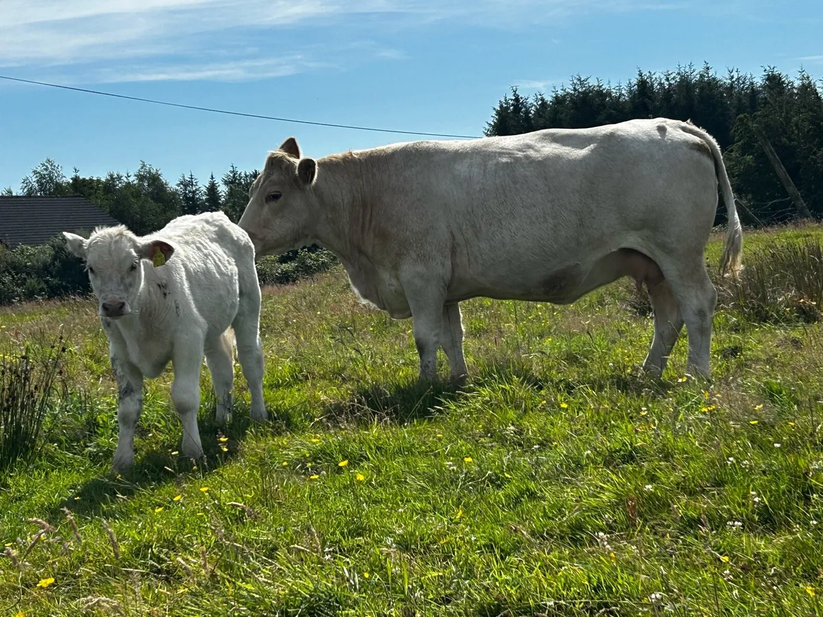 Charolais Cow & Charolais Bull Calf - Image 3
