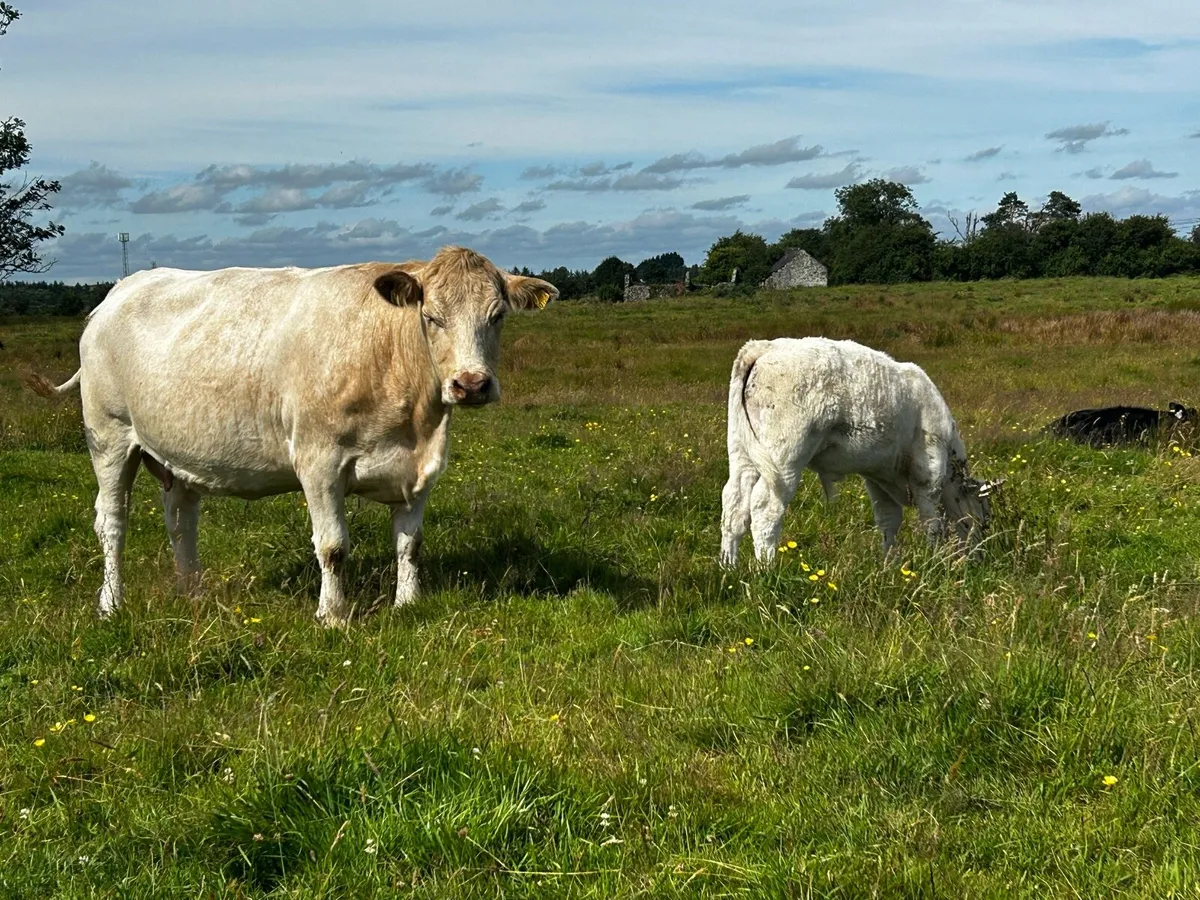 Charolais Cow & Charolais Bull Calf - Image 4