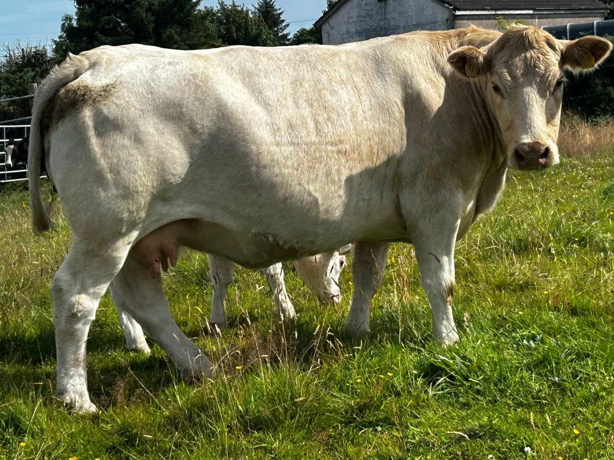 Charolais Cow & Charolais Bull Calf - Image 2