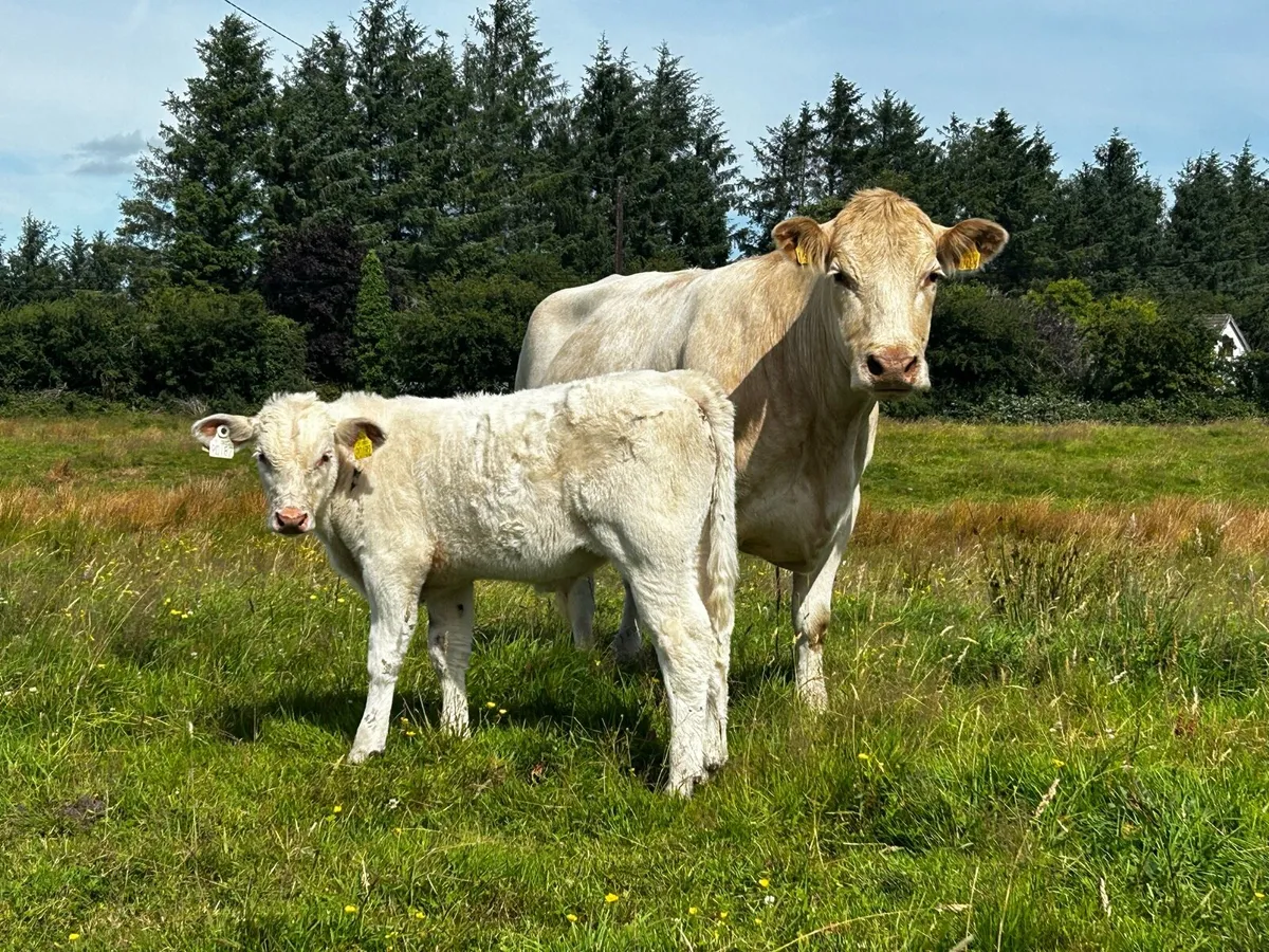 Charolais Cow & Charolais Bull Calf - Image 1