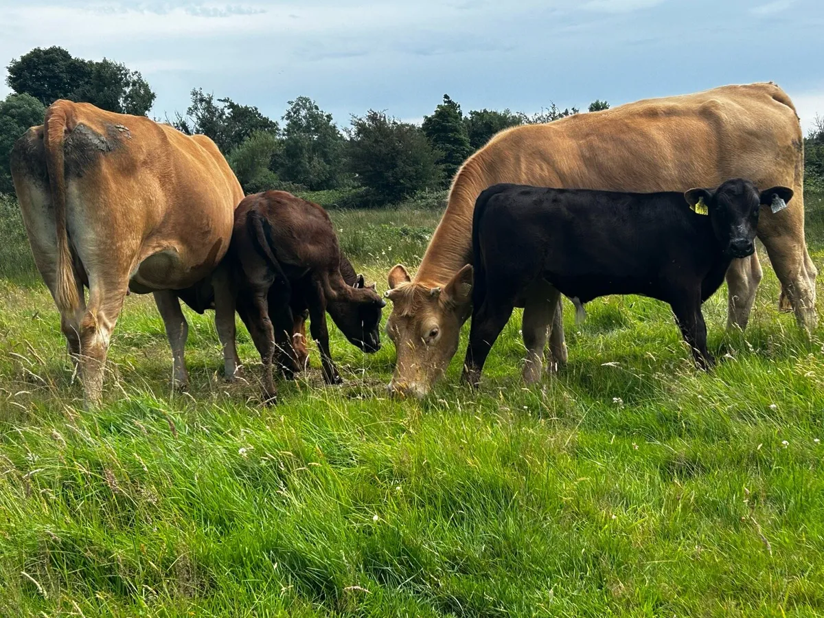 Two Limousin Cows & Bull Calfs At Foot - Image 2
