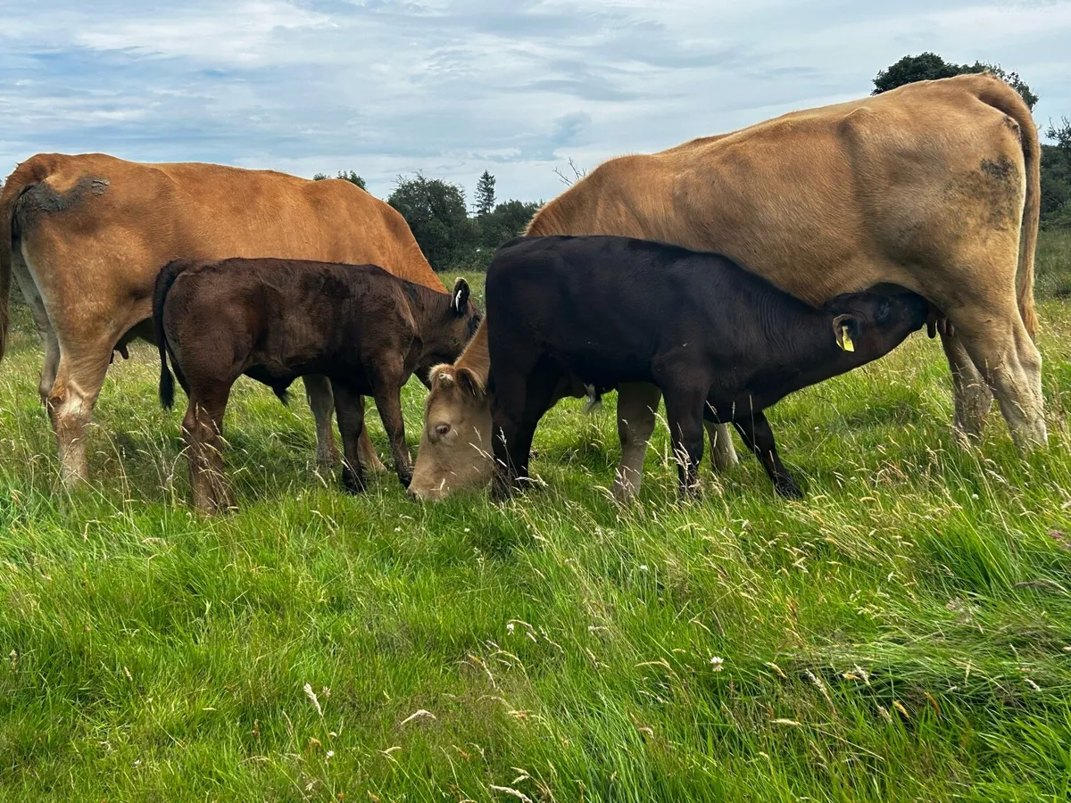 Two Limousin Cows & Bull Calfs At Foot - Image 3