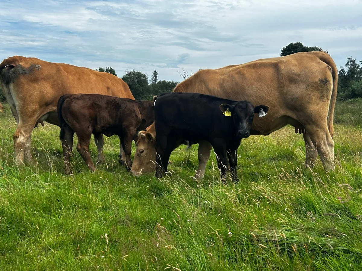 Two Limousin Cows & Bull Calfs At Foot - Image 1