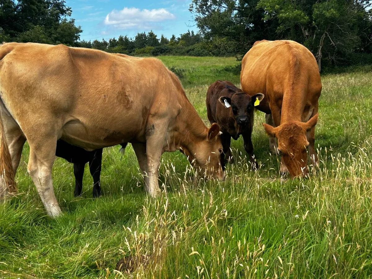 Two Limousin Cows & Bull Calfs At Foot - Image 4