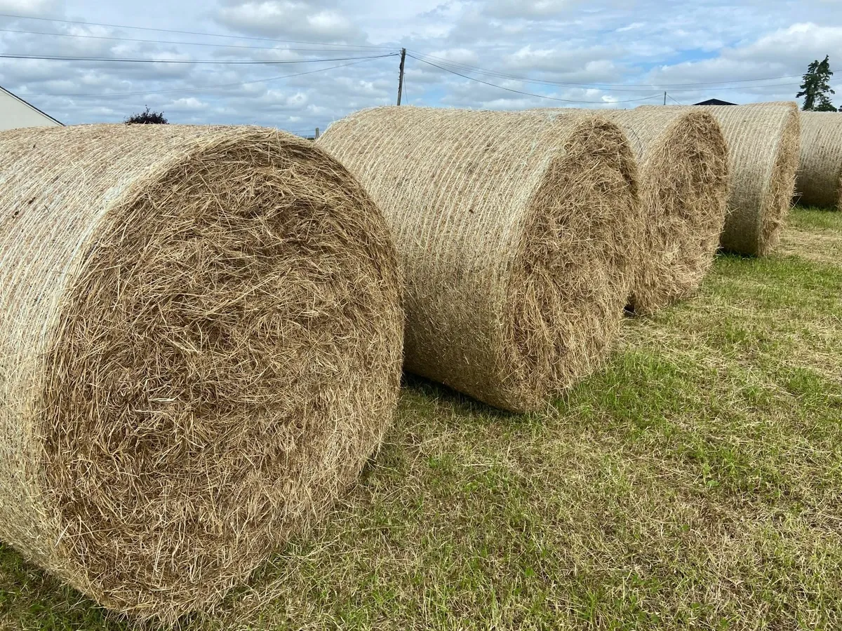 Round Bales & Square Bales of Hay For Sale - Image 1