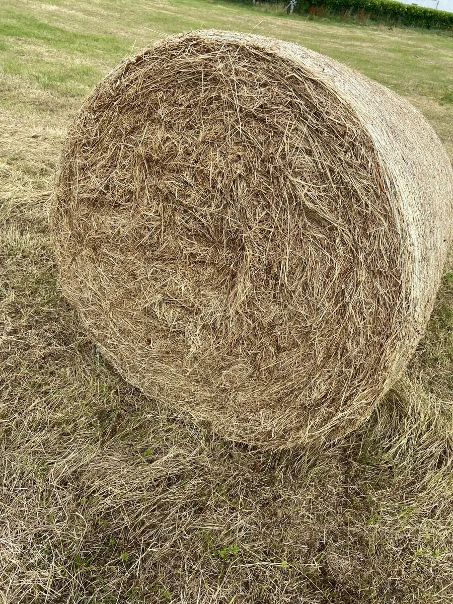Round Bales & Square Bales of Hay For Sale - Image 3