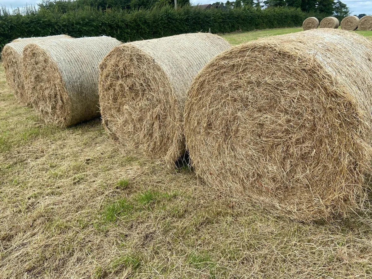 Round Bales & Square Bales of Hay For Sale - Image 2