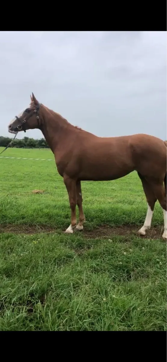 5 Year old broodmare - Image 4