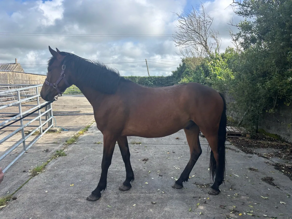 Connemara ponies - Image 1