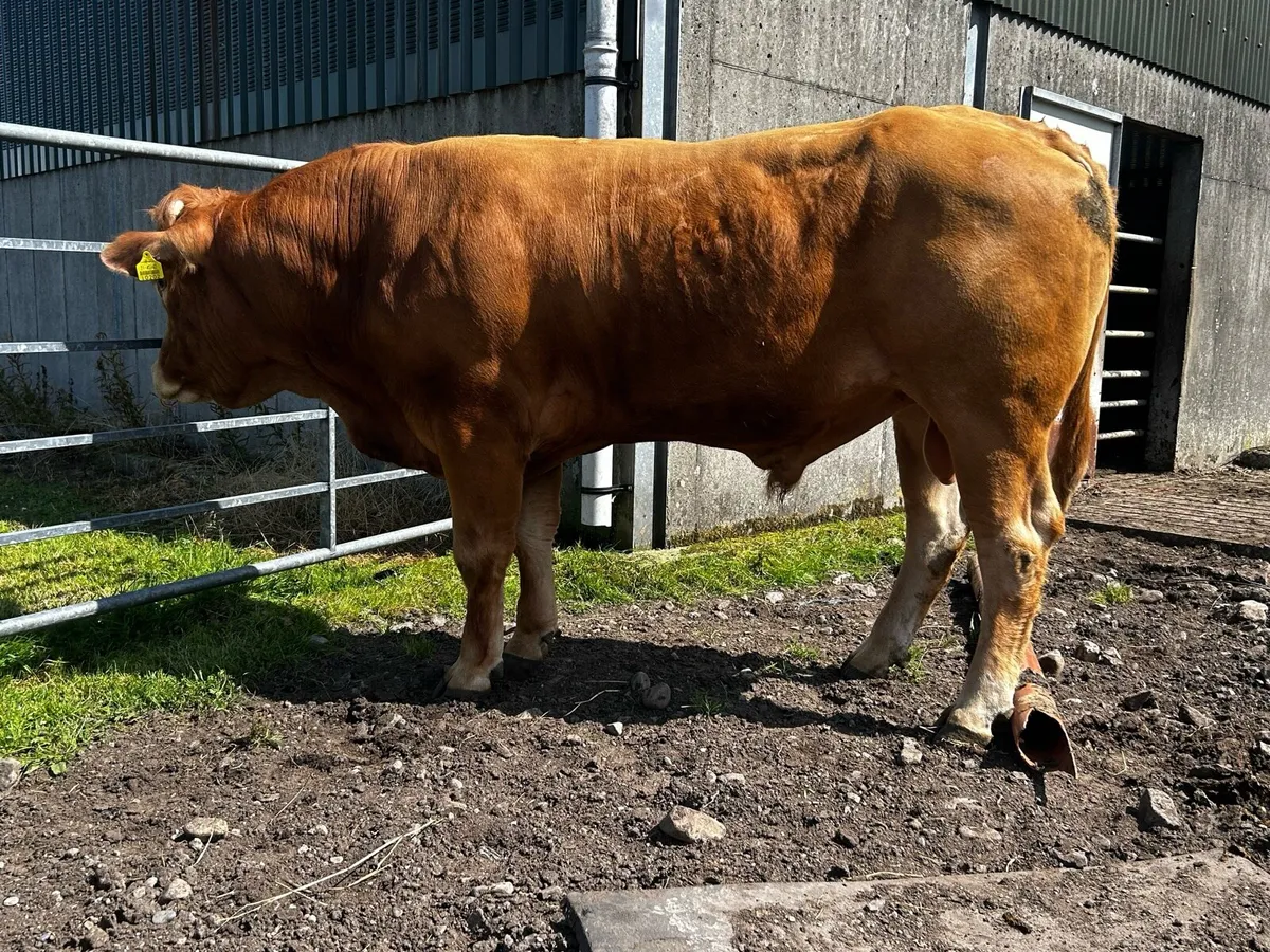 Pedigree Limousin Bull - Image 2