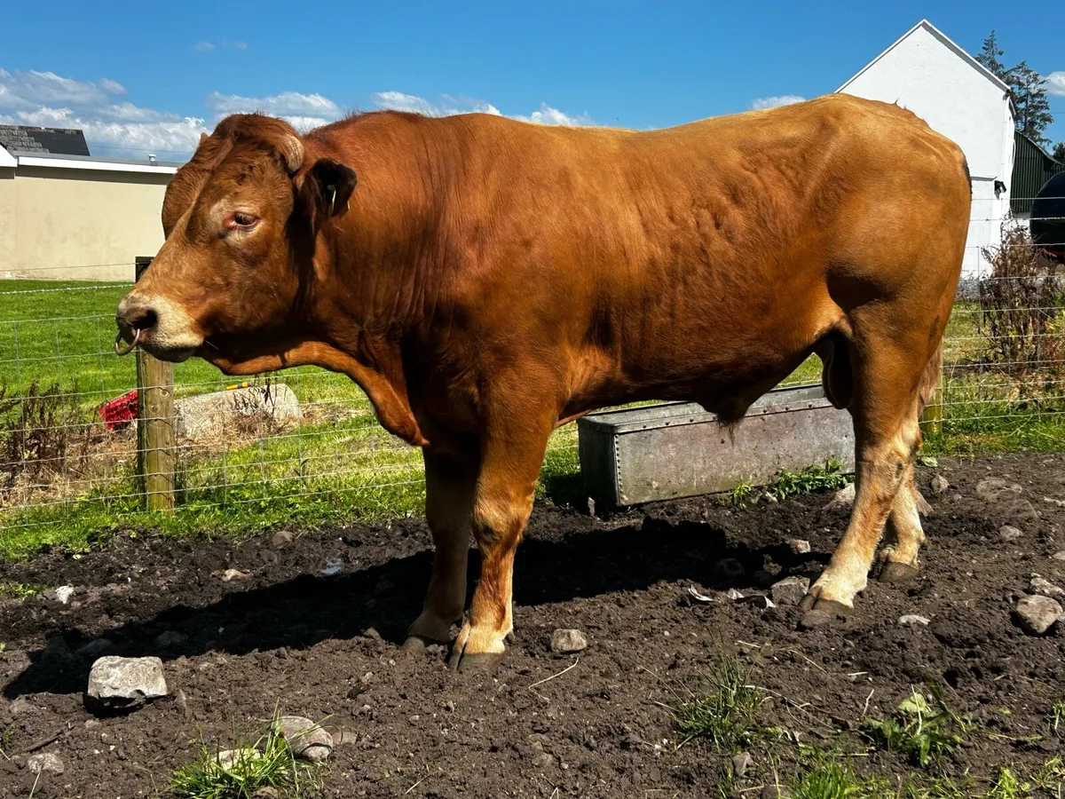 Pedigree Limousin Bull - Image 3