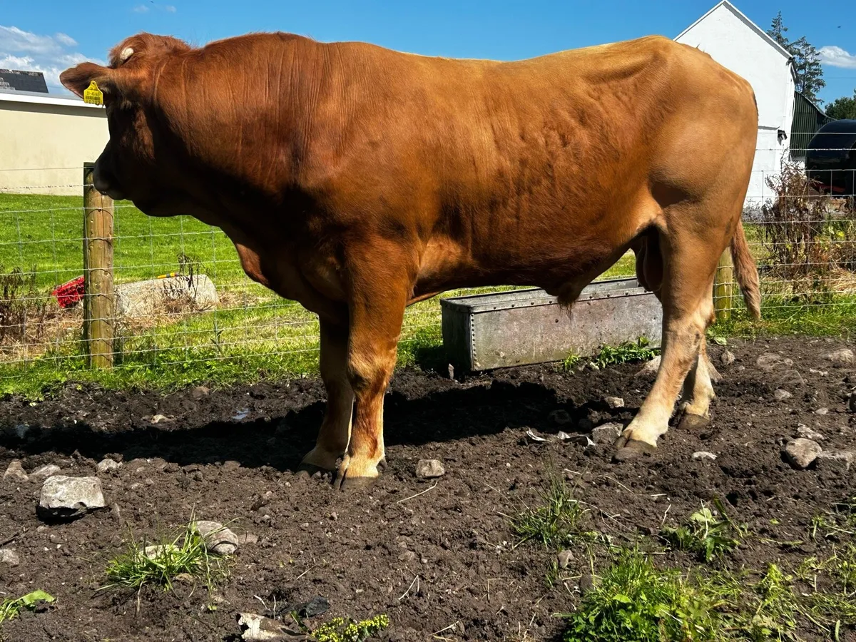 Pedigree Limousin Bull - Image 1