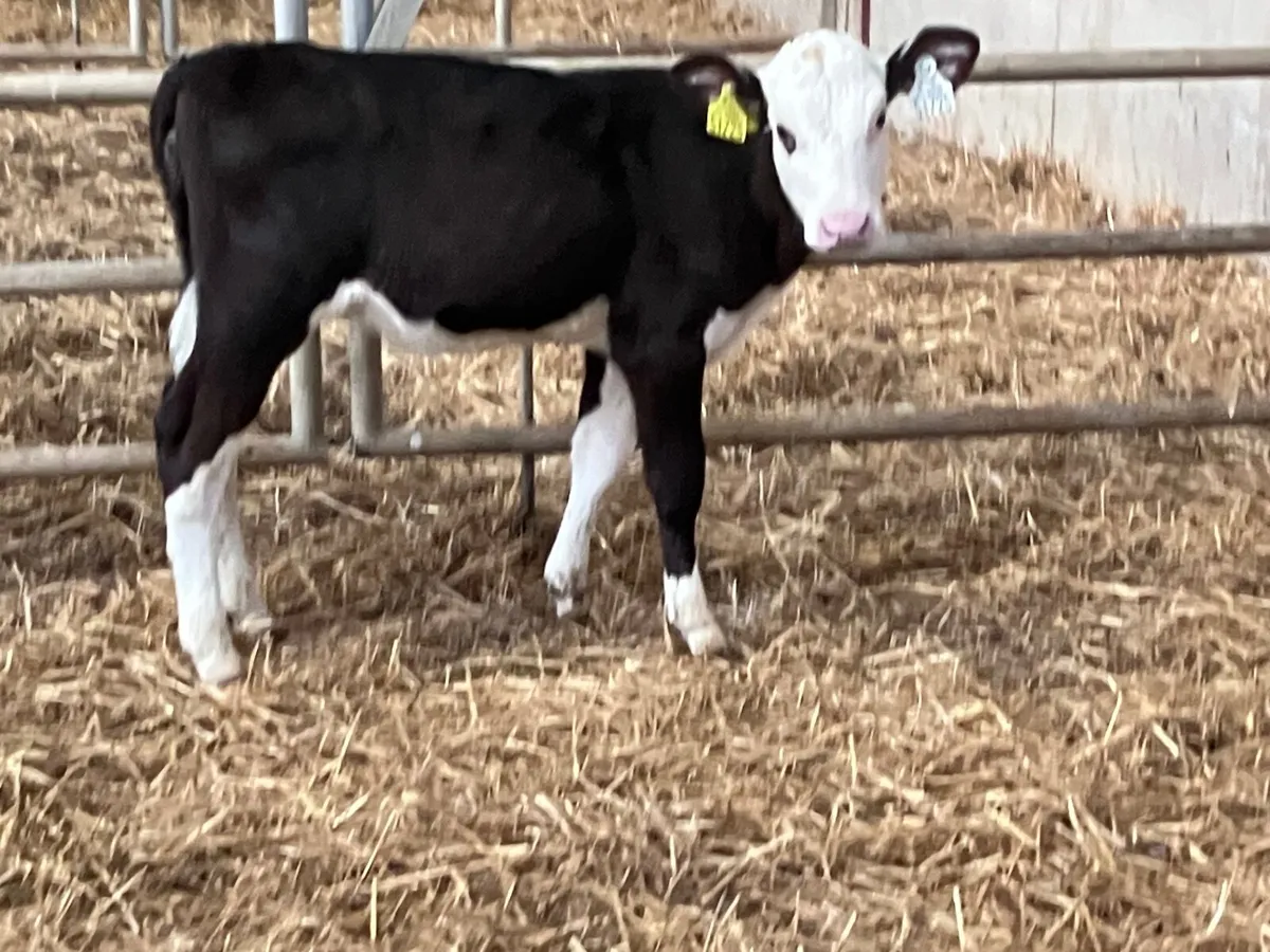 2 strong Hereford heifer calves for sale - Image 3