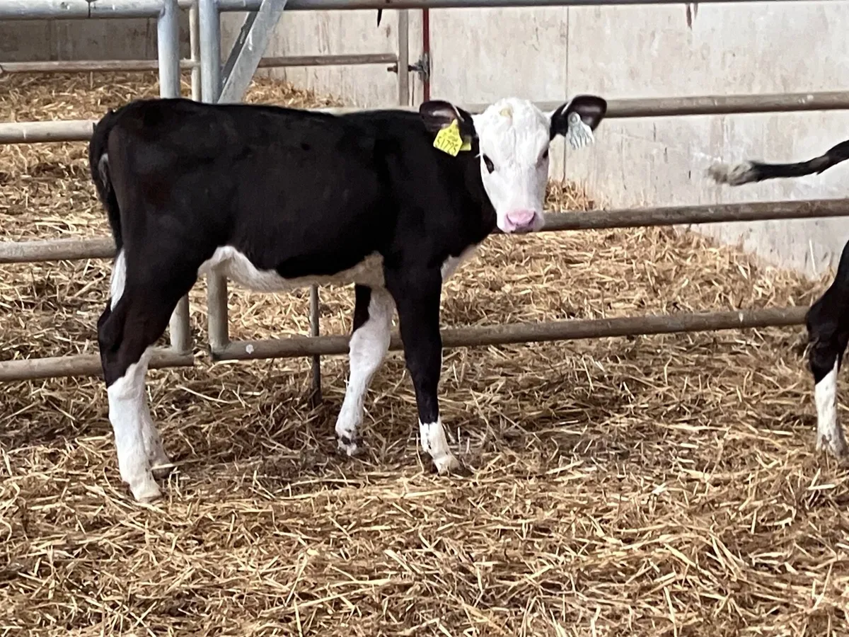 2 strong Hereford heifer calves for sale - Image 4