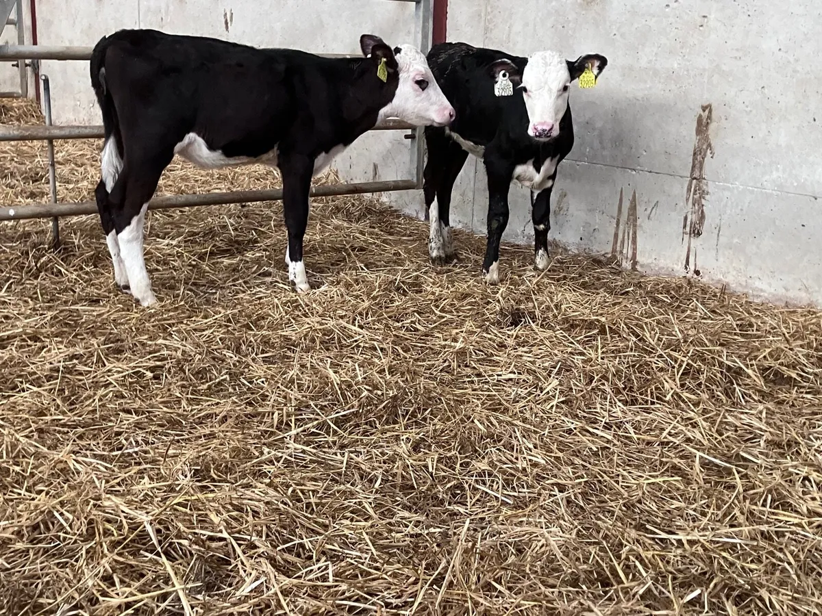 2 strong Hereford heifer calves for sale - Image 1