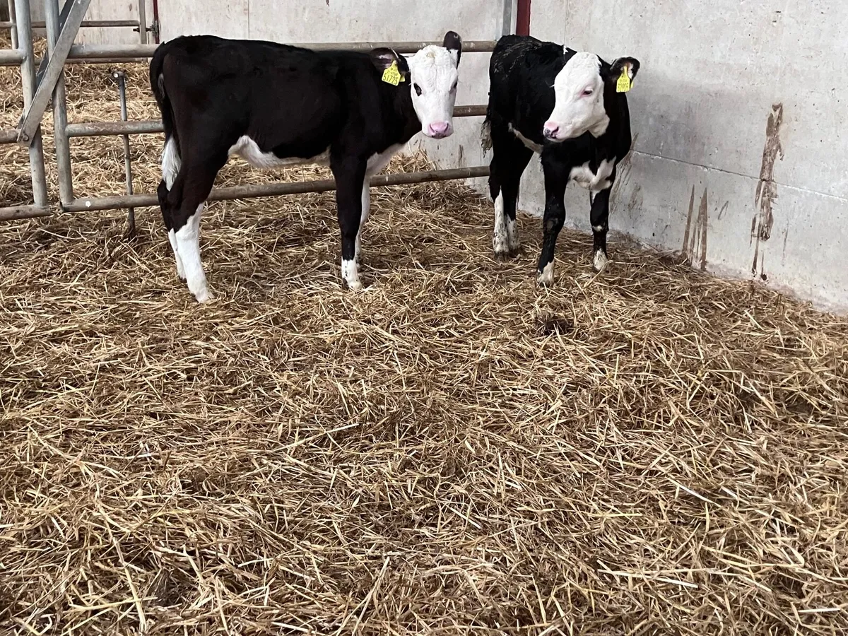 2 strong Hereford heifer calves for sale - Image 2