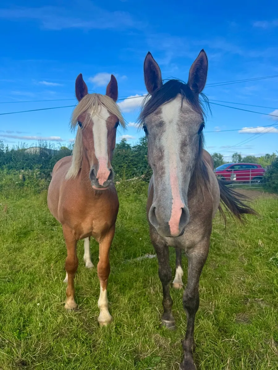 Horse - Image 1