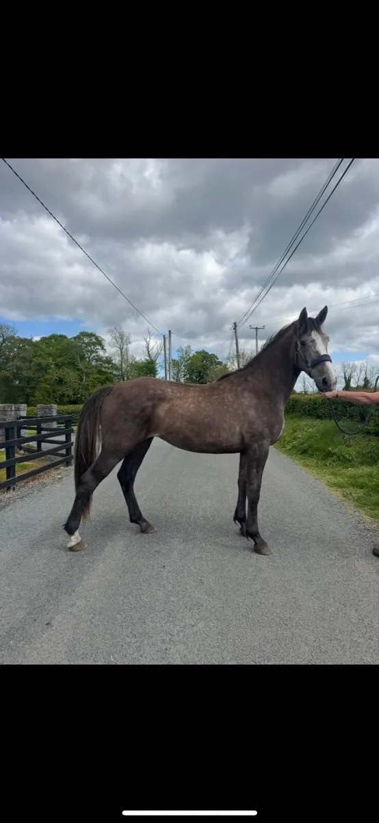 Horse - Image 2