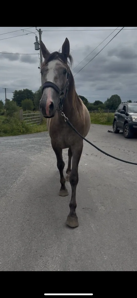Horse - Image 4