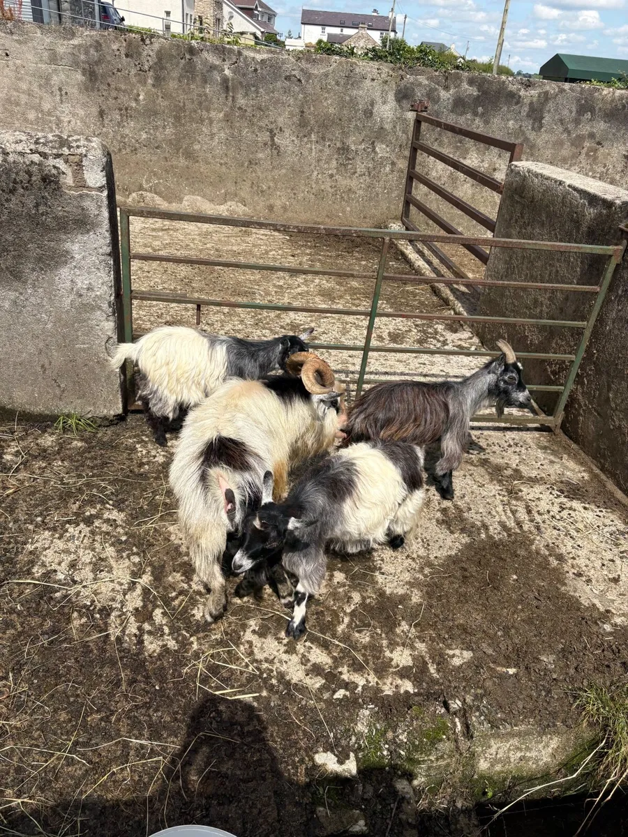 1 female pigmy goat & she kid - Image 2