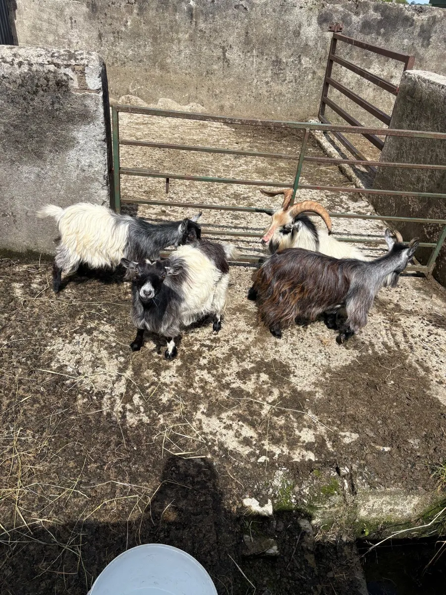 3 female pigmy’s & buck - Image 1
