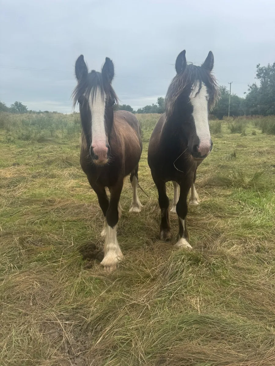 Horse - Image 1