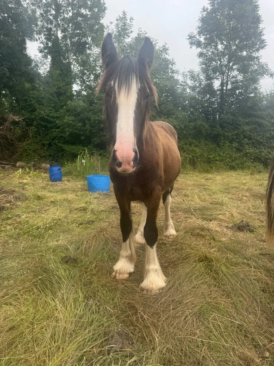 Horse - Image 2