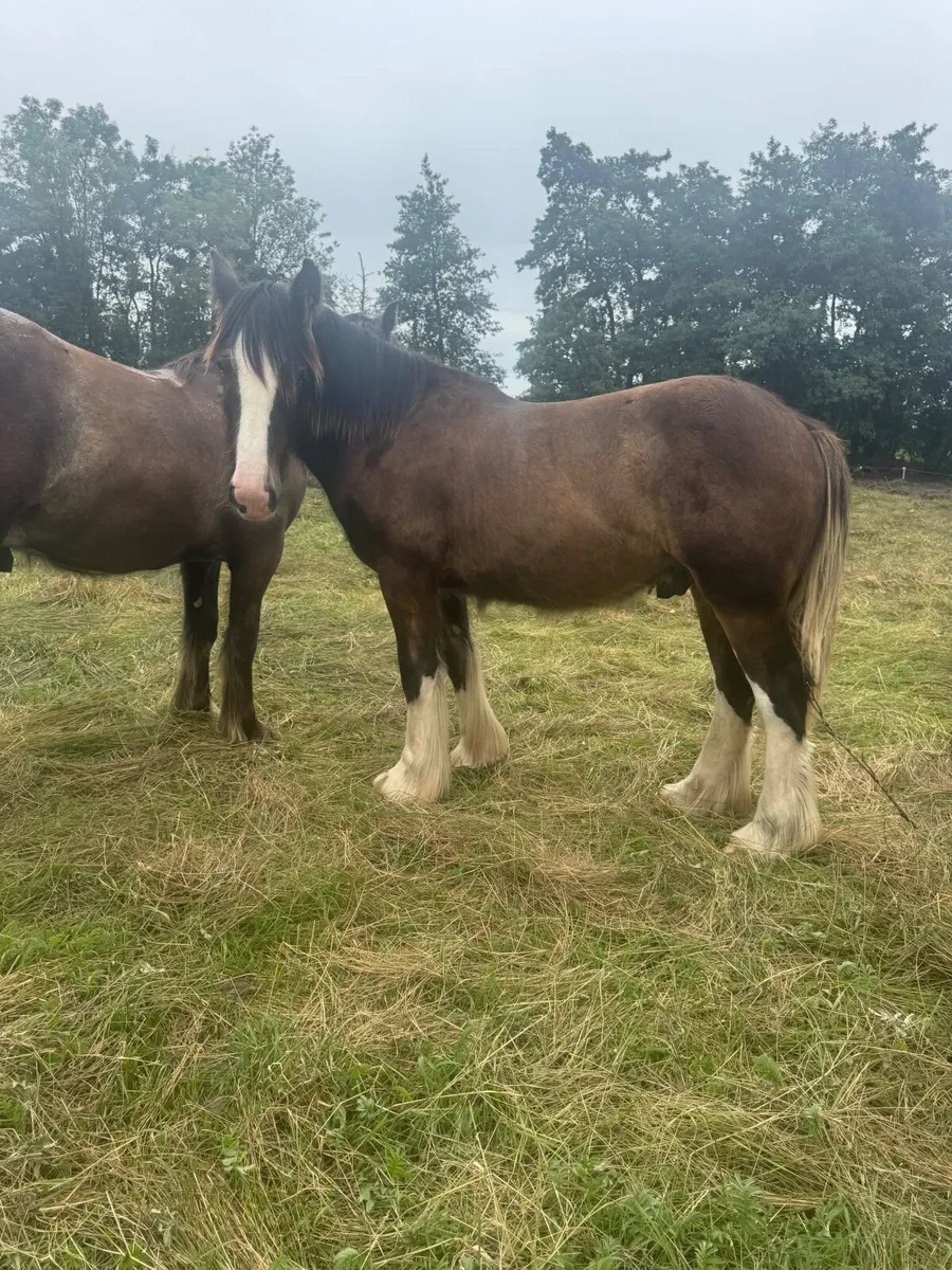 Horse - Image 3