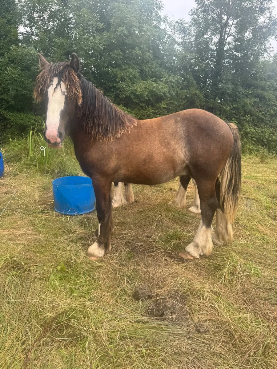 Horse - Image 4